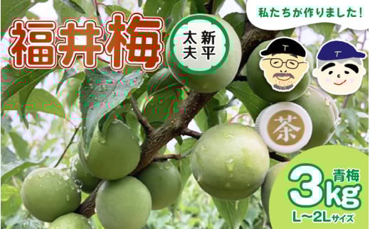 【先行予約】【福井特産】 福井梅（新平太夫）青梅 3kg（L～2L サイズ）【2026年6月以降順次発送予定】梅 福井梅 生梅 青梅 完熟梅 梅干し 梅酒 梅干 梅シロップ 梅ジャム 梅ジュース 果物 梅肉 ウメ うめ [m74-a002]