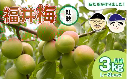 【先行予約】【福井特産】 福井梅（紅映）青梅 3kg（L～2L サイズ）【2026年6月以降順次発送予定】梅 福井梅 生梅 青梅 完熟梅 梅干し 梅酒 梅干 梅シロップ 梅ジャム 梅ジュース 果物 梅肉 ウメ うめ [m74-a003]