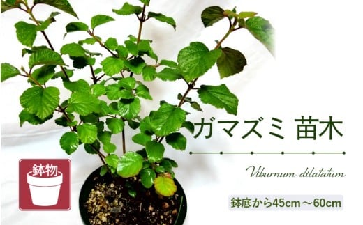 [先行予約]ガマズミ苗木(鉢物)45㎝〜60cm [2026年4月中旬以降順次発送予定][ガマズミ がまずみ お花 花 はな フラワー 苗 植物 父の日 母の日 家庭菜園 花壇 プランター ガーデニング観葉植物 園芸 鉢物 ] [m47-a005]