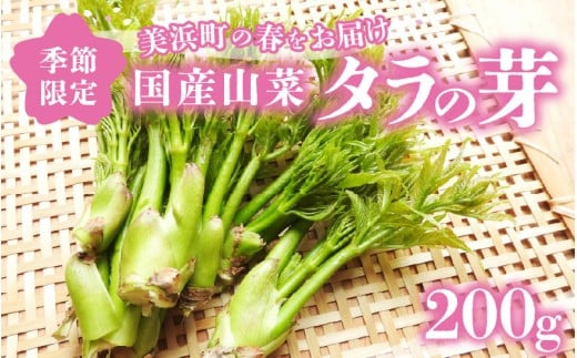 [先行予約][季節限定]国産山菜 タラの芽 美浜町の春をお届け[2026年4月上旬以降順次発送予定][旬 山菜 野菜 たらの芽 天ぷら 春野菜] [m47-a021]