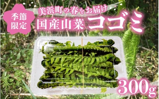 [先行予約][季節限定]国産山菜 コゴミ 美浜町の春をお届け[2026年4月上旬以降順次発送予定][こごみ 山菜 クサソテツ 旬 旬菜] [m47-a020]