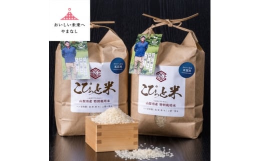 冷めても美味しい!＜令和7年産＞こぴっと米＜五百川＞白米・4kg　特別栽培米【1652043】