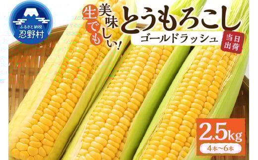 【2026年先行予約】富士北麓忍野村の気候、水、自然で作られた朝採りトウモロコシ《ゴールドラッシュ》4本～6本（約2.5kg）
