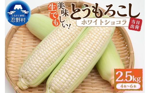 【2026年先行予約】富士北麓忍野村の気候、水、自然で作られた朝採りトウモロコシ《ホワイトショコラ》4本～6本（約2.5kg）