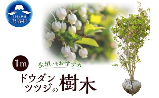 植木　ドウダンツツジ　1ｍ