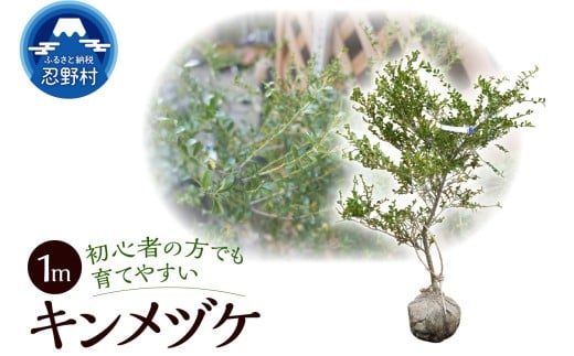 植木　キンメツゲ　1ｍ