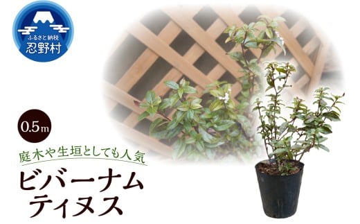 植木　ビバーナムティヌス　0.5ｍ