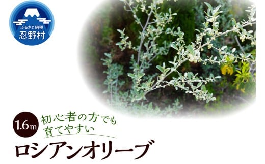 植木　ロシアンオリーブ　1.6ｍ