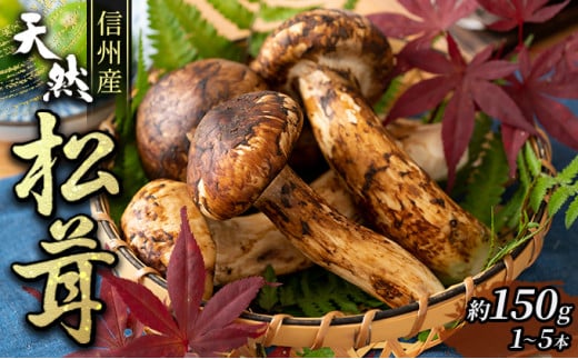 信州産「天然松茸」（約150g/1～6本） きのこ 秋の味覚 高級食材 国産松茸 日本産松茸 高級品種 信州伊那谷産 採れたて 直送 希少価値 [№5659-1467]