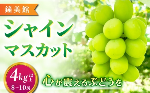 【鐘美館】標高750mで育ったシャインマスカット4キロ以上（8～10房） ※2025年9月中旬以降順次発送