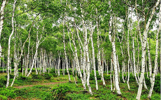 １．ふるさとの自然を保全するための事業