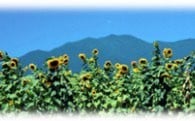 2.自然・景観の保全