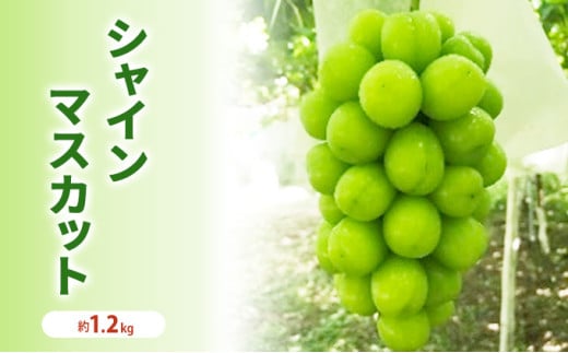 [№5729-0446]シャインマスカット 冷蔵 約1.2kg 2房程度 長野 坂城町産 ぶどう K＆Y農園