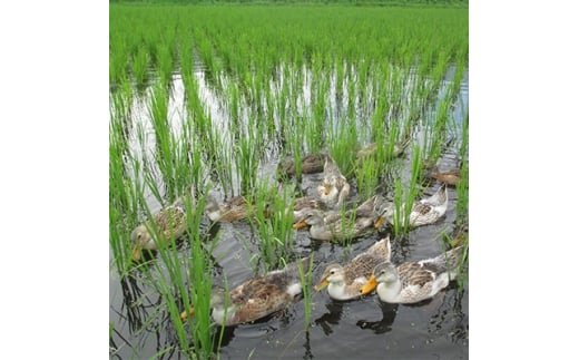 特別栽培米「ミルキークイーン」 白米5kg【1023915】