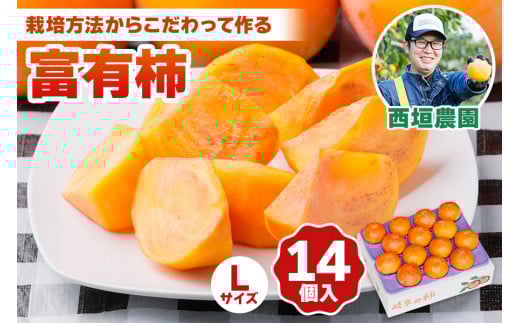 [先行予約／令和7年産]《柿の王様》西垣農園の富有柿 Lサイズ (14個入)【栽培方法からこだわって作る良質の富有柿】[mt019]  柿 かき フルーツ 果物 くだもの