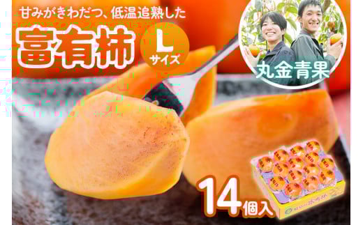 [先行予約] 令和7年産 丸金青果 富有柿 Lサイズ(14個入) 低温追熟【甘みがきわだつ 低温追熟した富有柿をお届け】12月下旬より順次発送 [mt1110] ｜かき 富有柿 フルーツ カキ 果物 くだもの 産地直送 本巣市