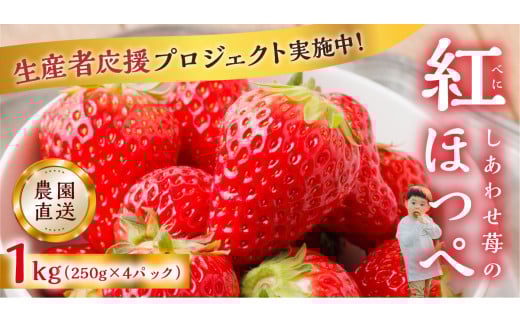 【応援プロジェクト限定品】2026年4月以降～発送 先行予約 自宅用 いちご 紅ほっぺ 1kg (250g × 4p) [しあわせ苺] サイズ バラバラ 訳あり 訳アリ 農園直送 フルーツ 果物 苺 イチゴ family農園watanabe 子ども 大人 人気 小分け 簡易梱包 家庭用 産地直送 岐阜 期間限定 いちご