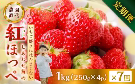 [プレミアム 定期便 全7回]自宅用 いちご 紅ほっぺ 1kg (250g × 4p )7か月 7回|フルーツ 果物 スイーツ 苺 いちご イチゴ しあわせ苺 サイズ バラバラ 訳あり 訳アリ 含む 農園直送 送料無料 人気 苺 国産 岐阜県 本巣市 2026年 先行予約 [mt1800_25]