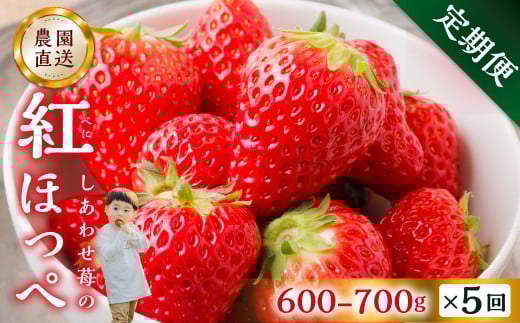 【定期便5回】【2026年1月以降発送開始】自宅用 いちご 紅ほっぺ 600-700g ×5回 [しあわせ苺] サイズ バラバラ 訳あり 訳アリ 農園直送｜フルーツ スイーツ 苺 イチゴ 人気 簡易梱包 家庭用 産地直送 いちご こだわりの 甘さ 岐阜県 本巣市 先行予約 [mt1801_25] family農園watanabe