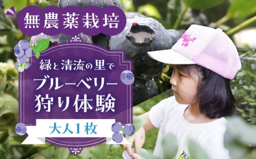 【食べ放題】ブルーベリー狩り体験チケット（大人 1枚）中学生以上  ブルーベリー 摘み取り 体験 ブルーベリー狩り フルーツ狩り 時間 無制限 下呂市