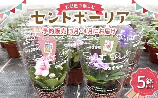 お部屋で楽しむセントポーリア5鉢セット(予約販売 2026年3月・4月にお届け) 花 はな 栽培 インテリア 岐阜県 坂祝町 さかほぎ F6M-295