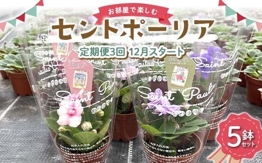お部屋で楽しむセントポーリア5鉢セット(定期便3回 2025年12月スタート) 花 はな 栽培 インテリア 岐阜県 坂祝町 さかほぎ F6M-299