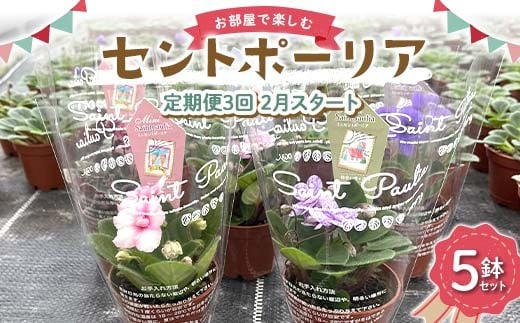お部屋で楽しむセントポーリア5鉢セット(定期便3回 2026年2月スタート) 花 はな 栽培 インテリア 岐阜県 坂祝町 さかほぎ F6M-301
