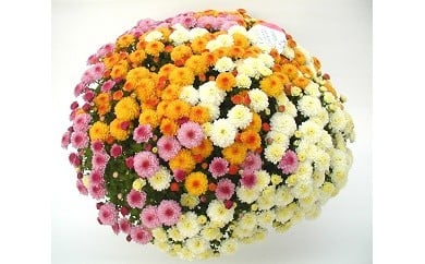 【16017】ガーデンマム　ジジ３色　令和８年９月以降発送