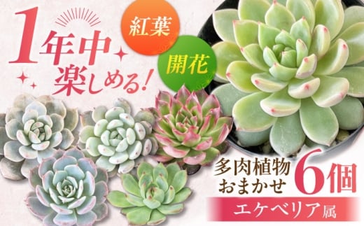 【選べる発送月】【2月】オールシーズン 楽しむ！ エケベリア6個セット / 多肉植物 観葉植物 寄せ植え 用 / 日本花キ流通 /御嵩町 [AVBK001-4]
