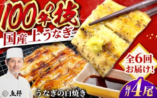 【6回定期便】国産 上うなぎ 白焼き 4尾 約150g×4パック / 鰻 ウナギ うなぎ 白焼き / 御嵩町 / 鰻 季節料理 魚邦 [AVBH034]