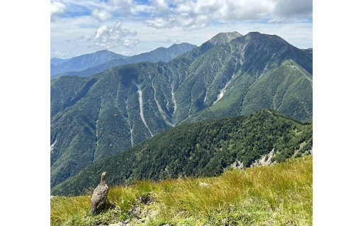 南アルプスユネスコエコパークの保全管理と魅力発信