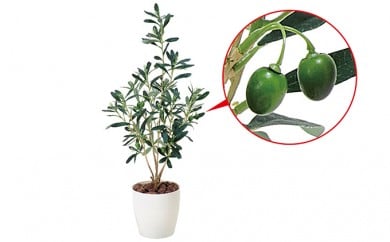 光の楽園　オリーブ【配送不可：北海道・沖縄・離島】 [№5786-1226]