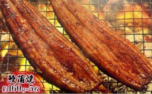 【2025年8月15日頃～順次発送予定】浜名湖産鰻　蒲焼 約160g×5本 セット 土用の丑の日 丑の日 うなぎ 浜松 静岡県産  [№5786-4402]