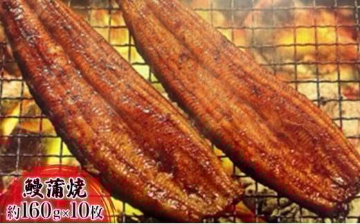 【2025年8月15日頃～順次発送予定】浜名湖産鰻　蒲焼 約160g×10本 セット 土用の丑の日 丑の日 うなぎ 静岡県産 浜松  [№5786-4403]