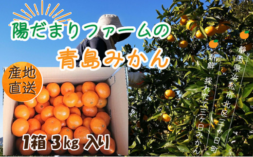 先行予約 みかん 3kg 1箱 陽だまりファーム 三ヶ日みかん 青島みかん 三ケ日みかん 蜜柑 ミカン フルーツ 果物 季節のフルーツ 季節の果物 旬のフルーツ 旬の果物 柑橘 柑橘類 産地直送 静岡 静岡県 浜松市 [№5786-5044]