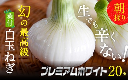 浜松篠原産【葉付新白玉ねぎ】プレミアムホワイト20玉【A級品L玉】 [№5786-2834]