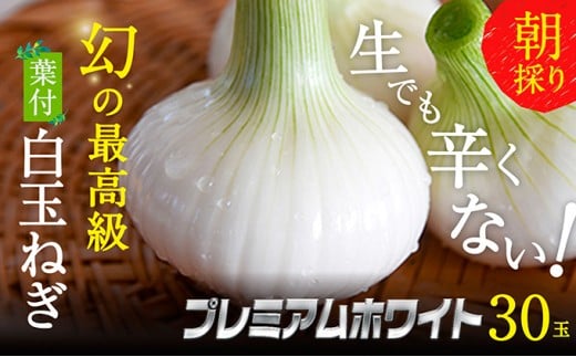 浜松篠原産【葉付新白玉ねぎ】プレミアムホワイト30玉【A級品L玉】 [№5786-2835]
