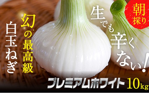 浜松篠原産新白玉ねぎプレミアムホワイト10キロ【無選別品】 [№5786-2837]
