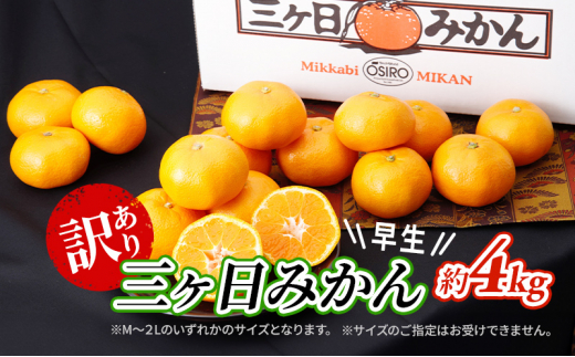 【2025年11月中旬より順次発送】 訳あり 三ヶ日みかん 早生 4kg 早生みかん みかん 蜜柑 ミカン 果物 くだもの 旬のフルーツ 旬の果物 季節のフルーツ 季節の果物 柑橘 柑橘類 訳アリ 静岡 静岡県 浜松市 [№5786-5775]