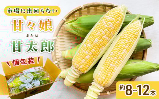 とうもろこし 先行予約 甘々娘 または 甘太郎 約8～12本 春のテルもろこし 個包装 レンジ調理 レンチン 野菜 夏 旬 冷蔵 冷蔵配送 静岡 静岡県 浜松市 6月下旬頃より順次発送 配送不可：離島 [№5786-3795]