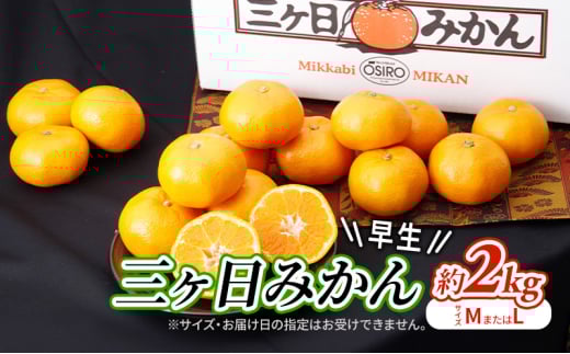 【2025年11月中旬より順次発送】 三ヶ日みかん 早生 約2kg(サイズ：MまたはL) みかん ミカン 果物 柑橘 フルーツ 静岡 浜松市[№5360-0480]