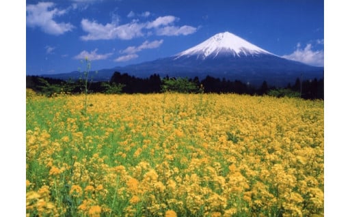 3.富士山の自然と調和した　循環力があるまちづくり（環境）
