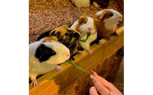 伊豆シャボテン動物公園ペア入園引換券(エサあげチケット&グッズつき)2名様【1014970】