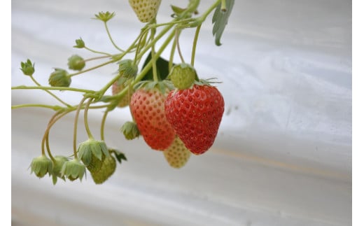 ◆先行予約 令和8年1月より順次発送◆静岡県産紅ほっぺ(約260g×4パック)JA遠州夢咲