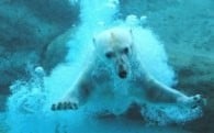 動物いきいき！元気なのんほいパーク応援事業