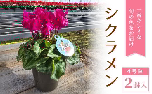 〈予約品〉一番きれいな色をお届け★シクラメン４号鉢２鉢セット シクラメン 花 -010