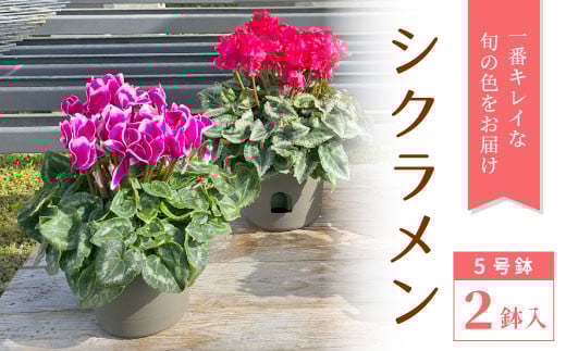 〈予約品〉シクラメン５号鉢２鉢セット 鉢花 花 クリスマス 冬の花 冬 ギフト プレゼント -029