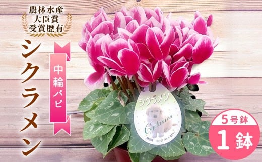 〈予約品〉【シクラメン パピ】 林水産大臣賞受賞歴あり 愛知県産 シクラメン 5号鉢 中輪パピ 花 ピンク 白 赤 プレゼント 贈り物 鉢花 鉢 ガーデン ガーデニング 高品質 クリスマス -221