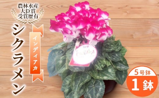 〈予約品〉受賞歴あり シクラメン ５号鉢 【インディアカ】 農林水産大臣賞受賞歴あり 花 ピンク 白 赤 プレゼント 贈り物 鉢花 鉢 ガーデン ガーデニング 愛知県産 クリスマス -224