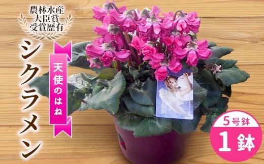 〈予約品〉希少 シクラメン ５号鉢 【天使のはね】 農林水産大臣賞受賞歴あり 花 ピンク 白 赤 プレゼント 贈り物 鉢花 鉢 ガーデン ガーデニング 愛知県産 クリスマス -223